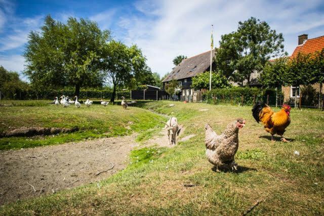 Vakantiewoning - Kon. Emmaweg 26 | Vrouwenpolder 'Uitspanning Oranjezon' Eksteriør billede